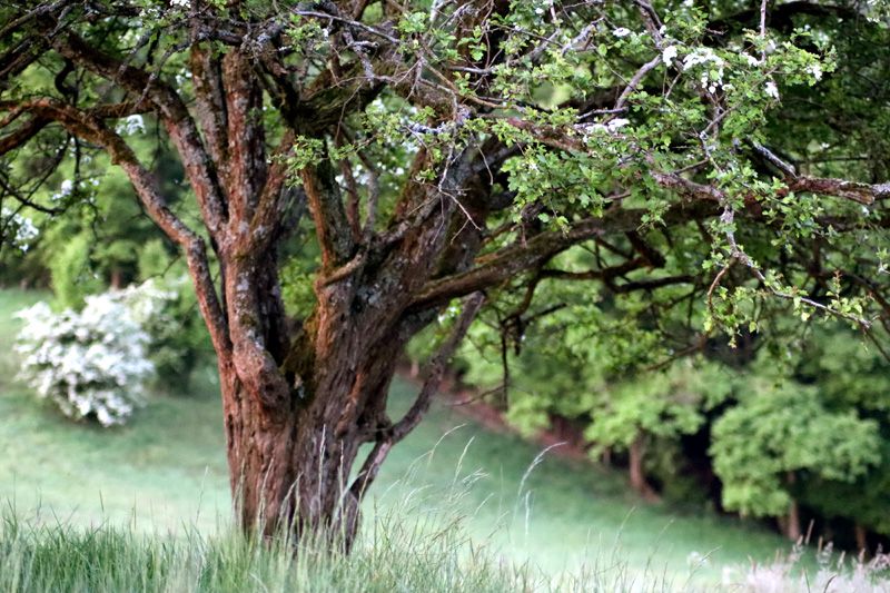 Wald-Yoga